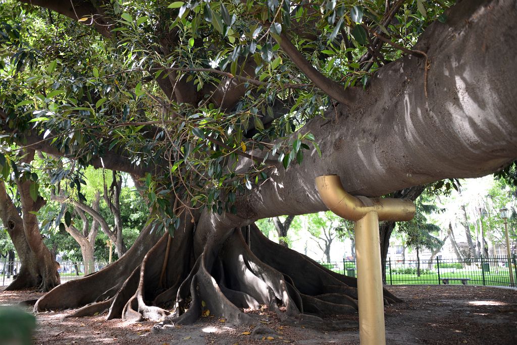 09 Large Tree In Plaza General San Martin Retiro Buenos Aires